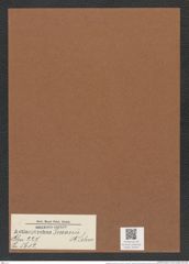 Actinoptychus truanii Pant. (de-Toni-Nr.: Genus 227, Species 5612) Zeichnungen Sammlung Grunow Mappe 05354 (Herbarium_W_Grunow_drawings_Folder_05354)
